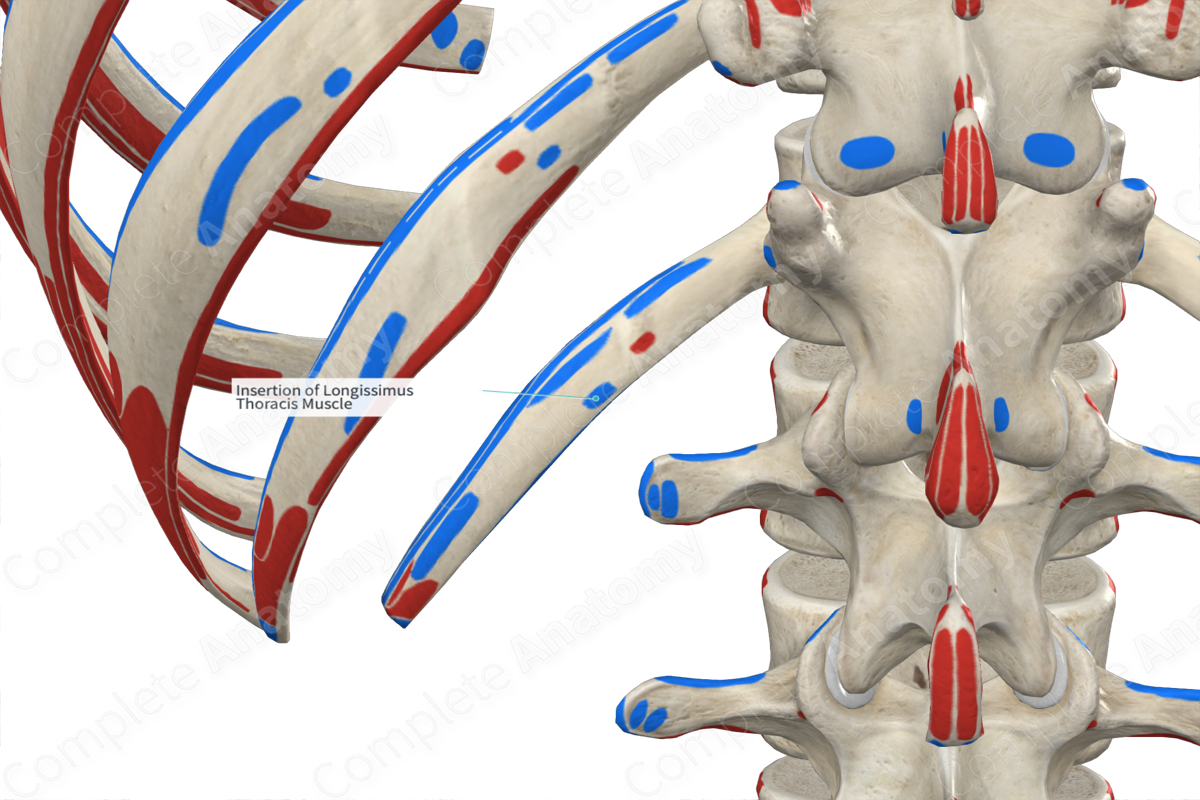 Insertion of Longissimus Thoracis Muscle