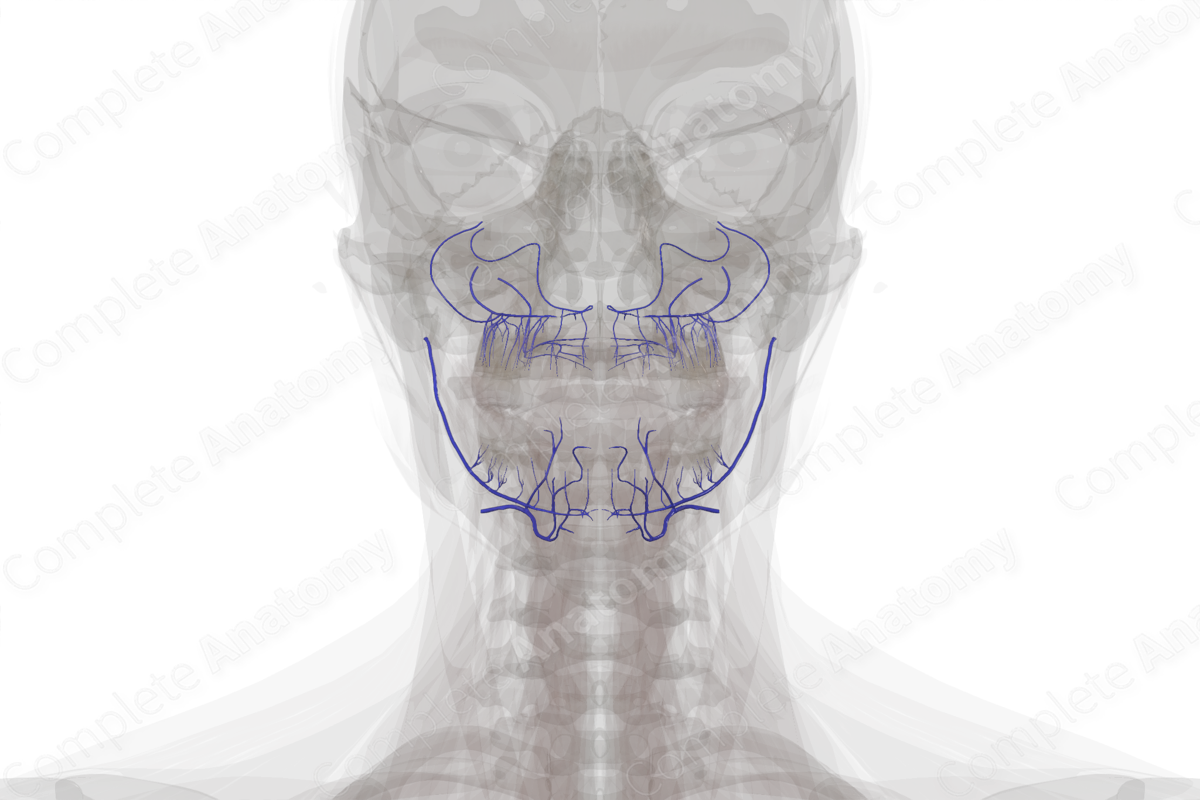 Veins of Oral Cavity | Complete Anatomy