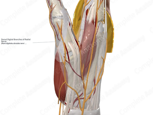 Dorsal Digital Branches of Radial Nerve 