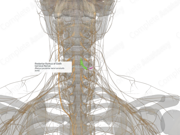 Posterior Ramus of Sixth Cervical Nerve (Left)