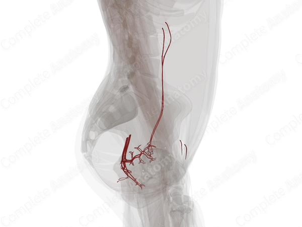 Arteries of Female Internal Genitalia