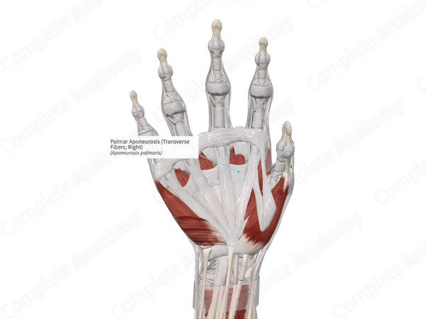 Palmar Aponeurosis (Transverse Fibers; Left)