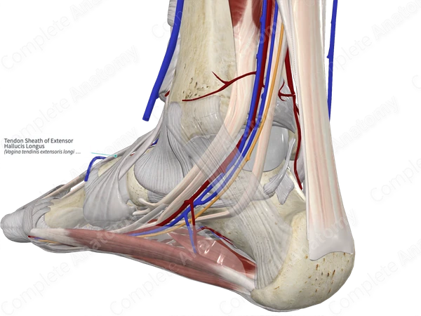 Tendon Sheath of Extensor Hallucis Longus 