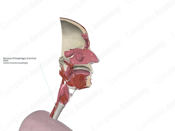 Mucosa of Esophagus (Cervical Part)