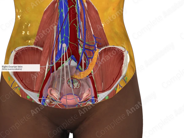 Right Ovarian Vein
