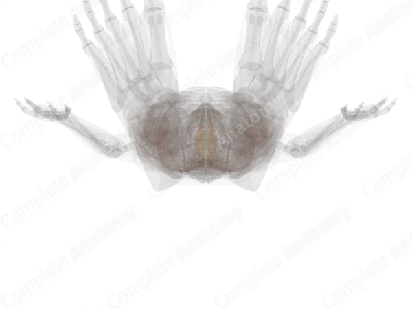 Sympathetic Nerves