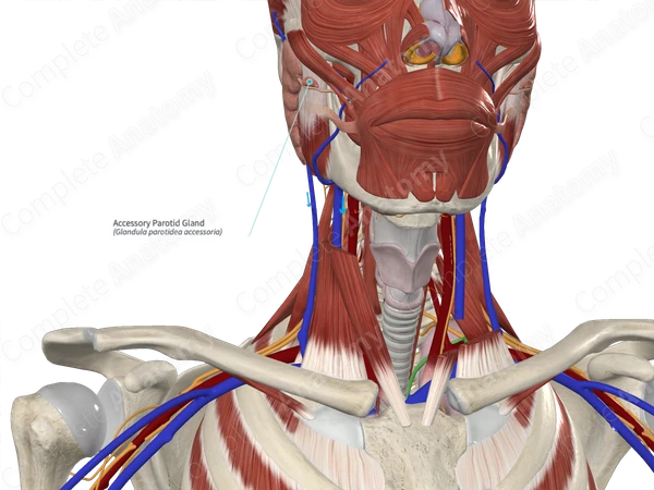 Accessory Parotid Gland 