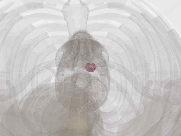 Pulmonary Valve