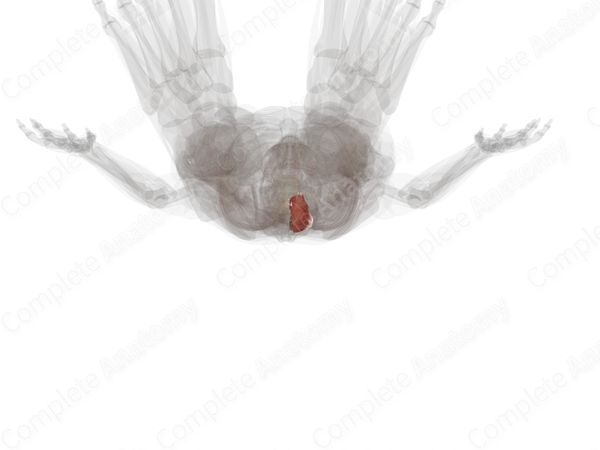 Transversospinal Muscles (Left)