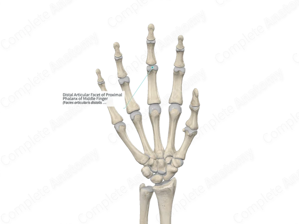 Distal Articular Facet of Proximal Phalanx of Middle Finger
