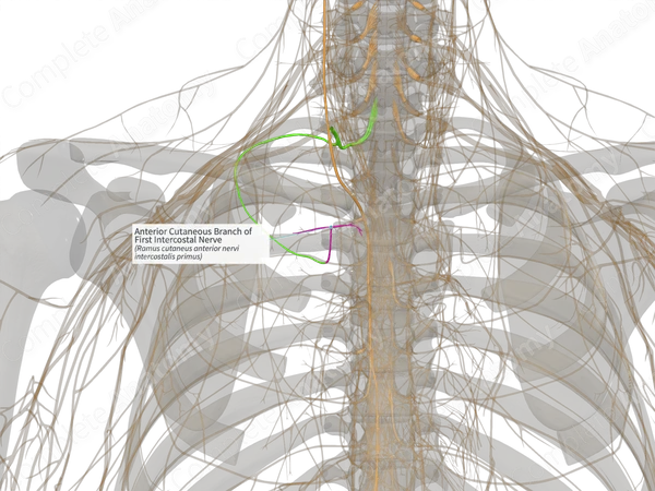 Anterior Cutaneous Branch of First Intercostal Nerve (Left)