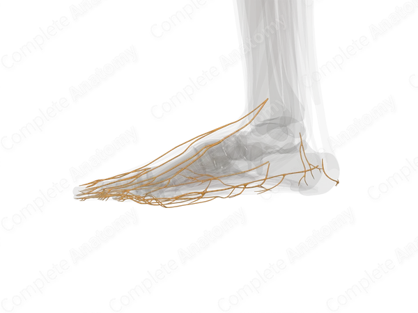 Nerves of Ankle & Foot (Left)