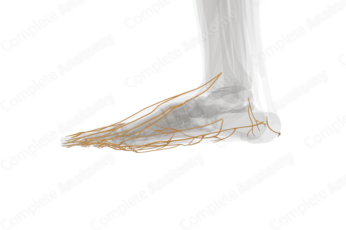 Nerves of Ankle & Foot (Left)