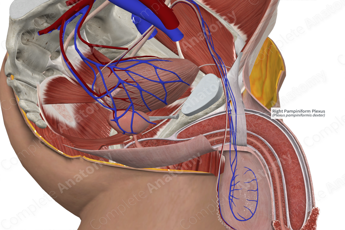 Right Pampiniform Plexus