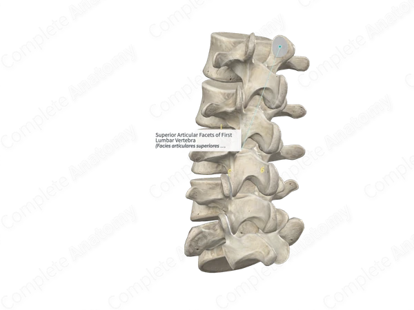 Superior Articular Facets of First Lumbar Vertebra