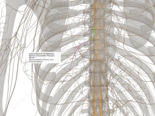 Lateral Branch of Posterior Ramus of Seventh Thoracic Nerve (Left)