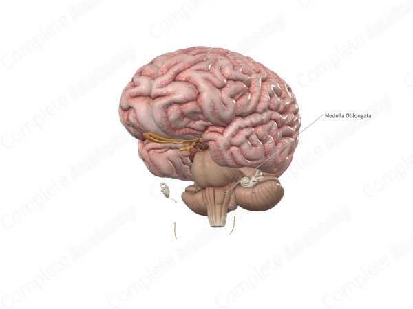 Medulla Oblongata