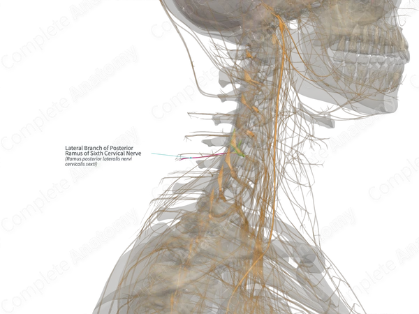 Lateral Branch of Posterior Ramus of Sixth Cervical Nerve (Left)