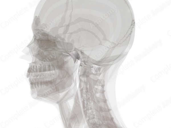 Cranial Synovial Joints