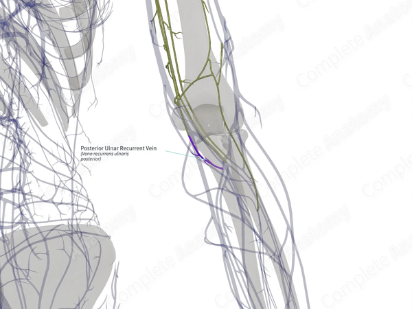 Posterior Ulnar Recurrent Vein (Right)