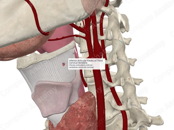 Inferior Articular Facets of Third Cervical Vertebra