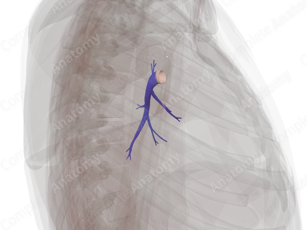 Pulmonary Arteries of Left Lung