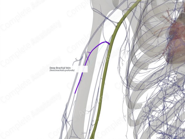 Deep Brachial Vein (Right)