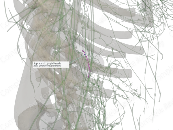 Suprarenal Lymph Vessels (Left)