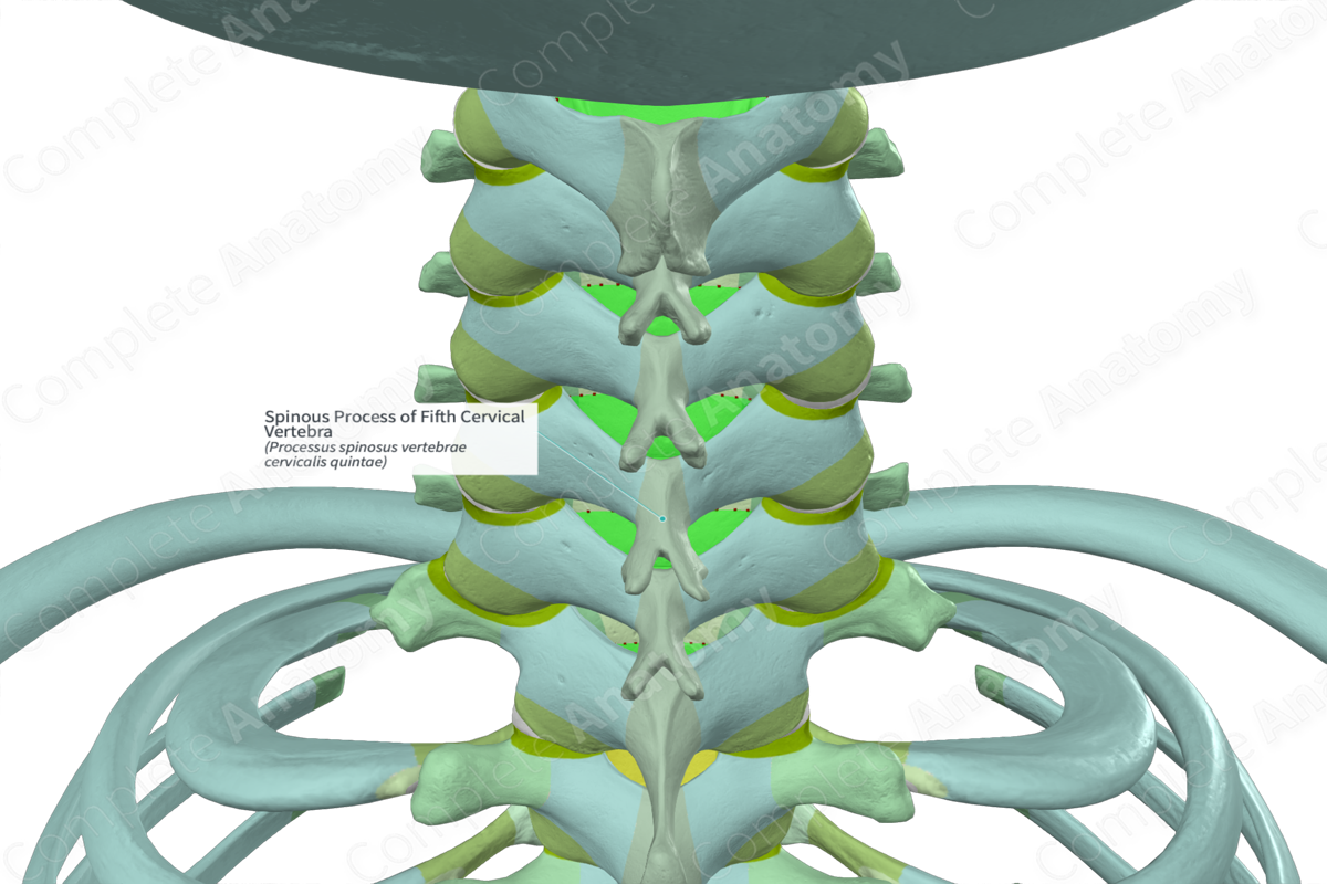 Spinous Process of Fifth Cervical Vertebra