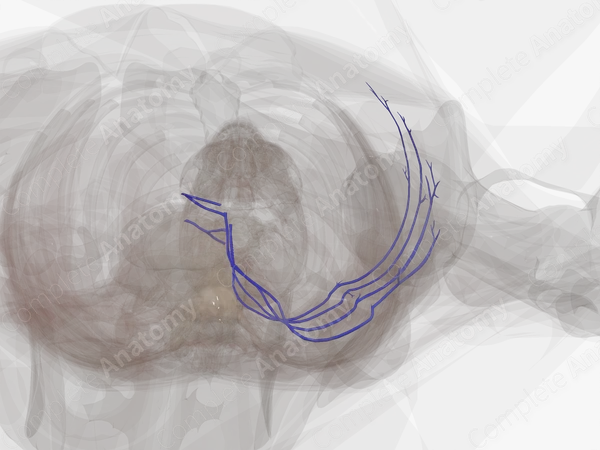 Lumbar Veins (Left)