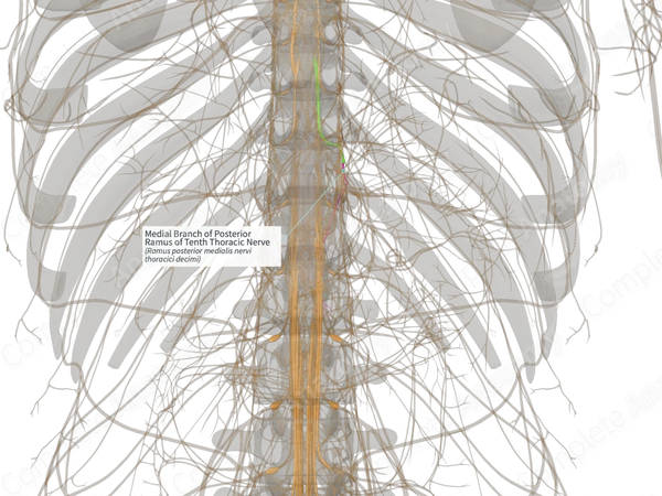 Medial Branch of Posterior Ramus of Tenth Thoracic Nerve (Right)