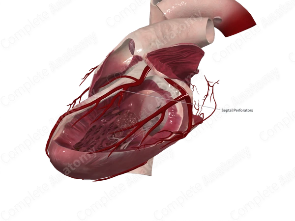 Diagonal Branch of Anterior Interventricular Artery