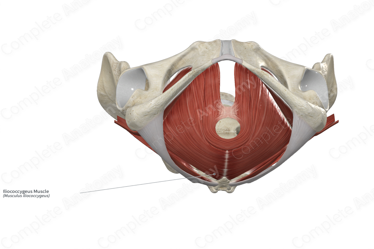 Iliococcygeus Muscle