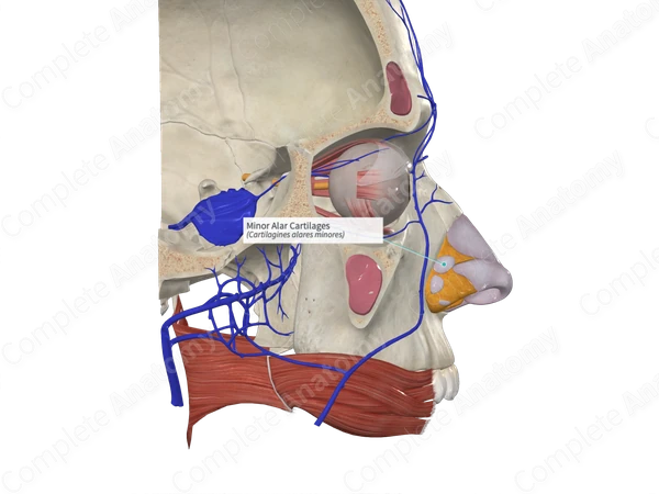 Minor Alar Cartilages