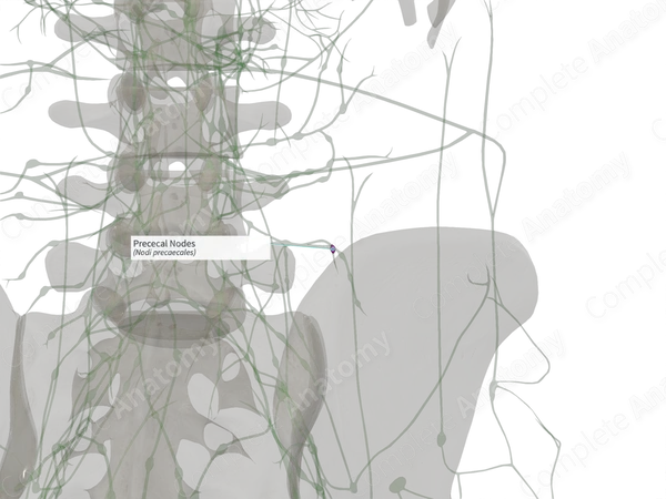 Prececal Nodes