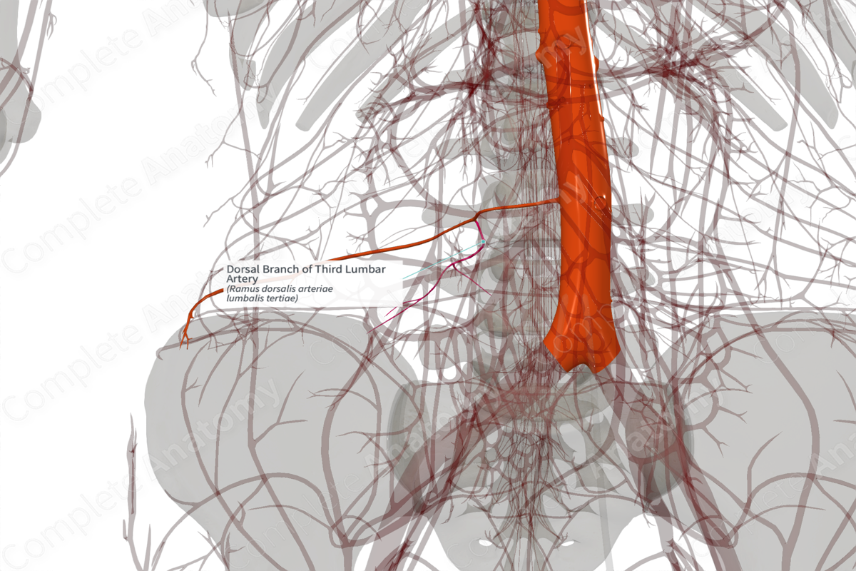 Dorsal Branch of Third Lumbar Artery (Right)