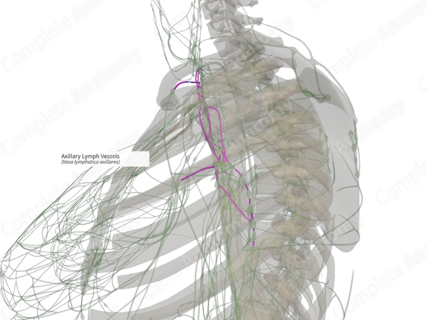 Axillary Lymph Vessels (Right)