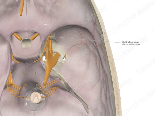 Ophthalmic Nerve 