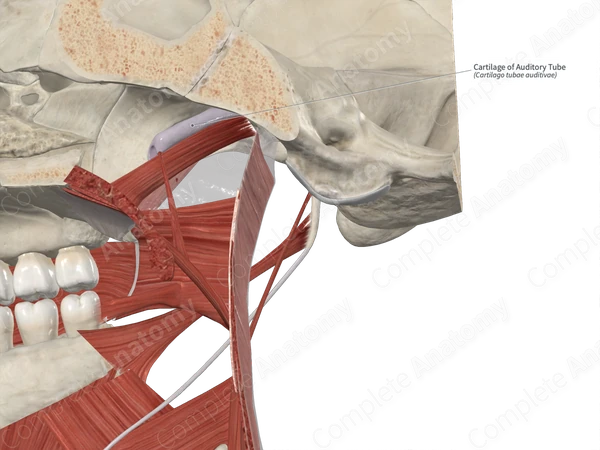Cartilage of Auditory Tube 