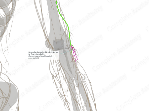 Muscular Branch of Radial Nerve to Brachioradialis (Left)