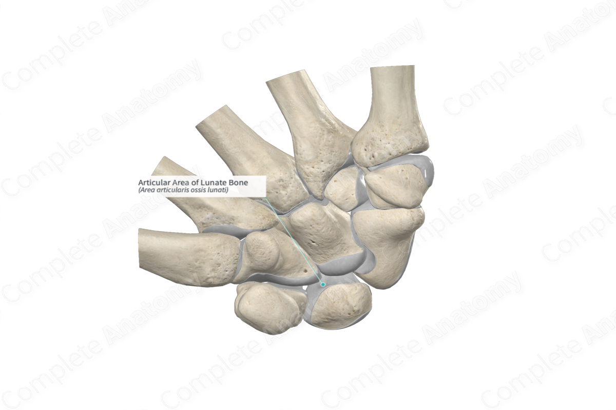 Articular Area of Lunate Bone 