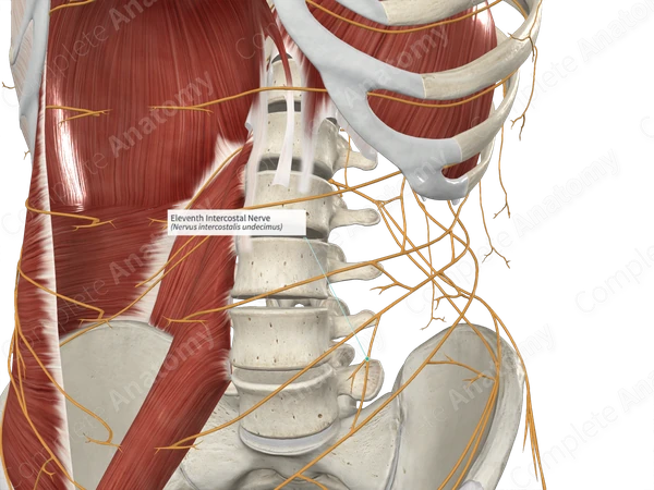Eleventh Intercostal Nerve