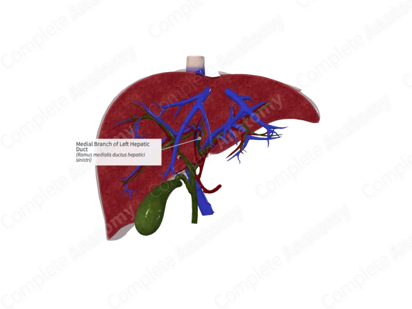 Medial Branch of Left Hepatic Duct