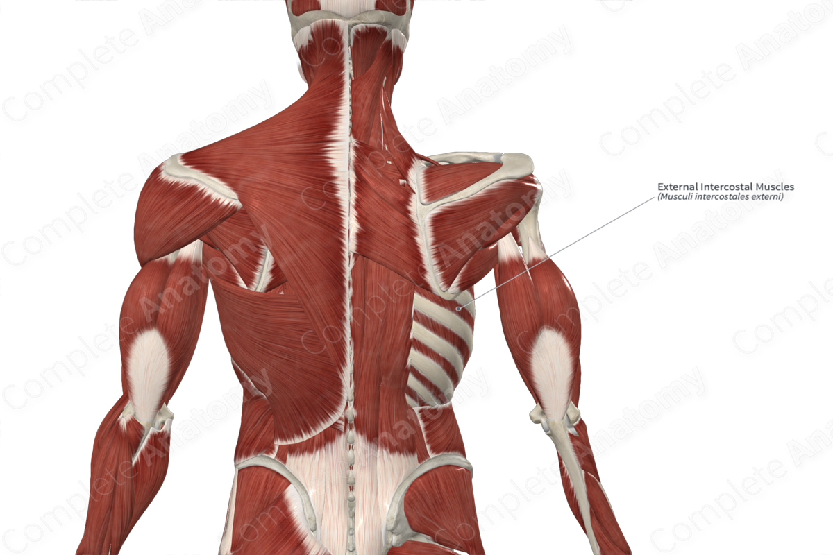 External Intercostal Muscles 