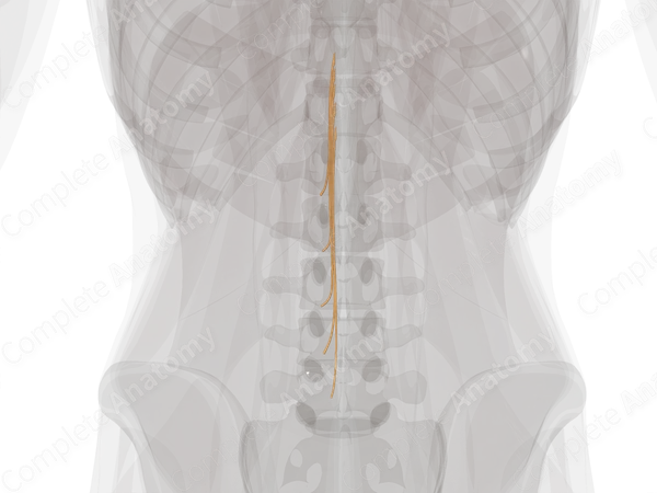 Posterior Roots of Lumbar Nerves (Left)