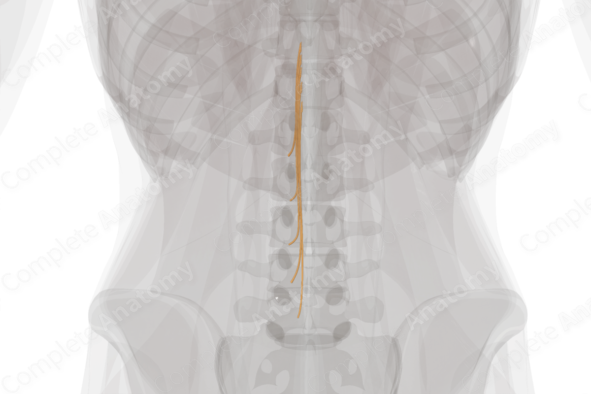 Posterior Roots of Lumbar Nerves (Left)