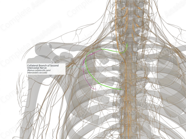 Collateral Branch of Second Intercostal Nerve (Left)