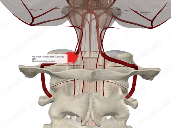 Posterior Spinal Artery (Cervical; Left)