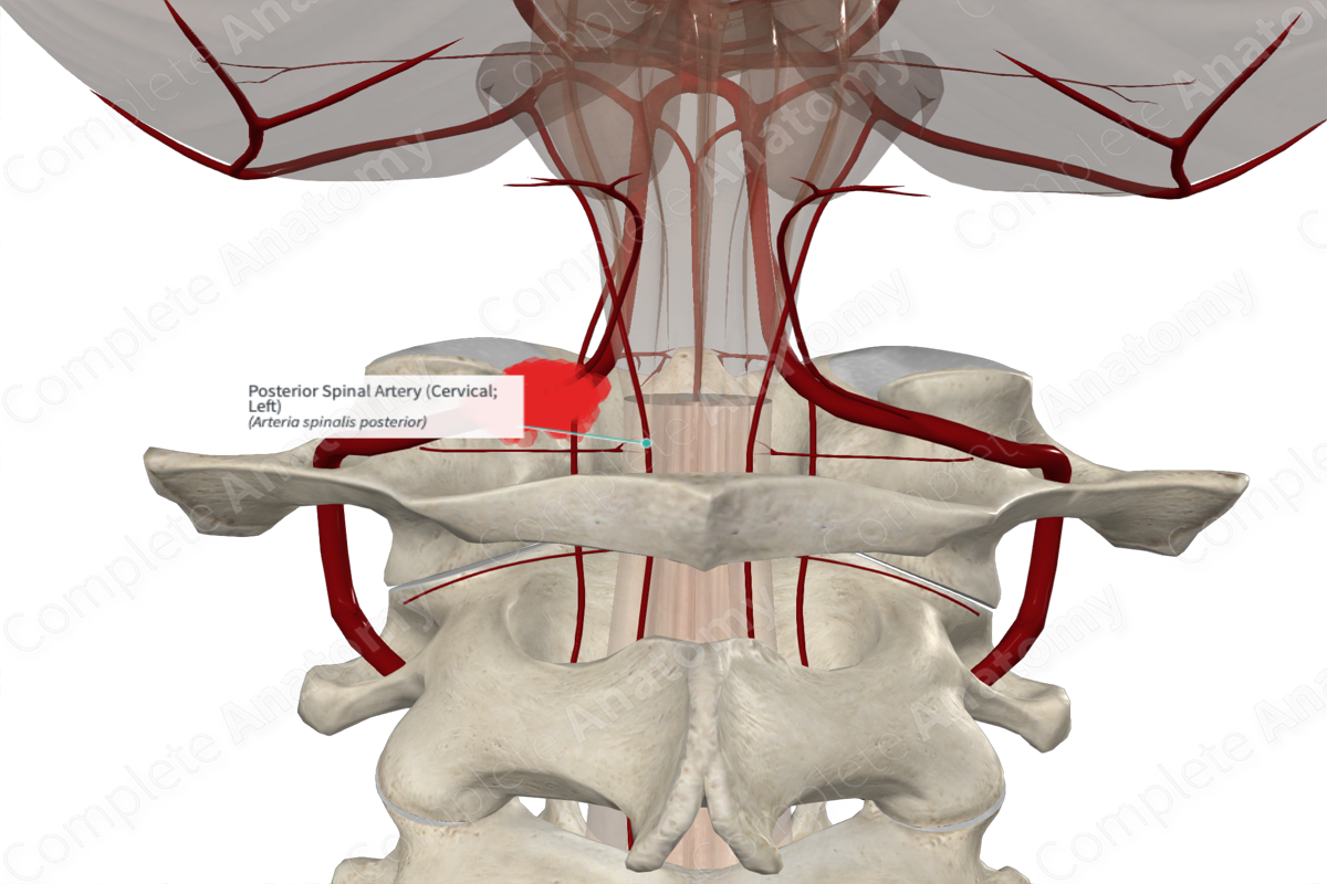 Posterior Spinal Artery (Cervical; Left)