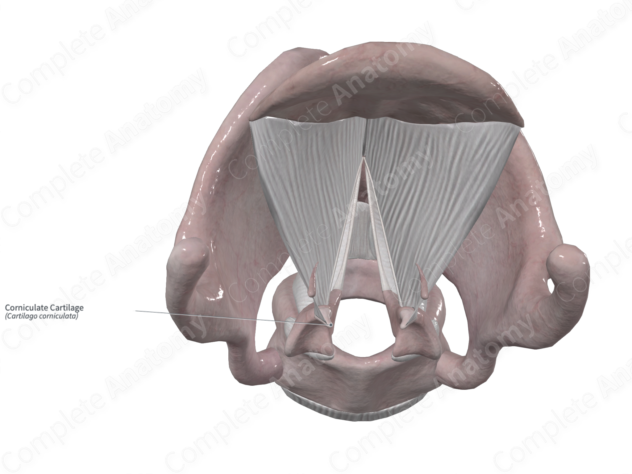 corniculate cartilage